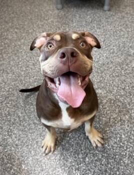 Jabba -  Fox Terrier and Mixed Breed Dog for Adoption in Westland, Michigan - Jabba | PetCurious