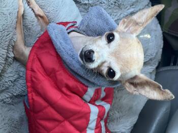 Rescue Chihuahua Dogs for Adoption in Saratoga Springs, New York - Tippy | PetCurious