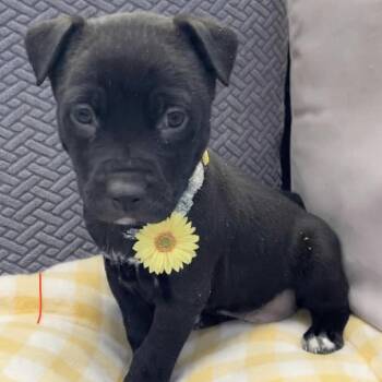 Pit Bull Terrier Dogs Available for Adoption in Parker, Colorado - 417 (2026) Meadow | PetCurious