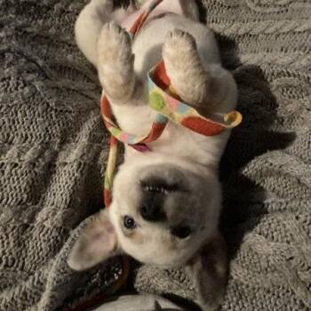 Verdana -  Cattle Dog and Mixed Breed Dog for Adoption in Flagstaff, Arizona - Verdana | PetCurious