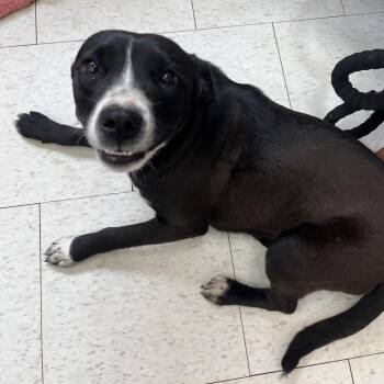 Mixed Breed Dogs Available for Adoption - Poppyseed | PetCurious