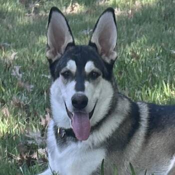 Bandit AW -  German Shepherd Dog and Husky Dog for Adoption in Austin, Texas - Bandit AW | PetCurious