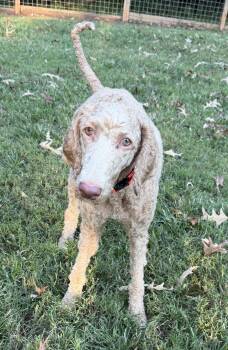 Dolly Sep 26 -  Standard Poodle and Golden Retriever Dog for Adoption in Pacolet, South Carolina - Dolly Sep 26 | PetCurious