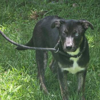 Malfoy -  Terrier Dog for Adoption in Clanton, Alabama - Malfoy | PetCurious