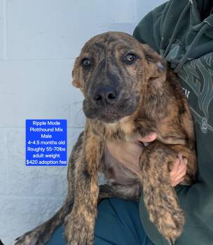 Rescue Plott Hound Dogs for Adoption in Oviedo, Florida - Ripple Mode | PetCurious