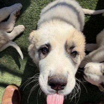 Great Pyrenees Dogs Available for Adoption - Bubbles | PetCurious
