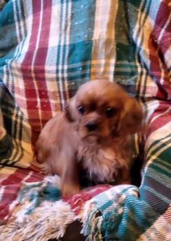 Cavalier King Charles Spaniel Dogs Available for Adoption - CARA | PetCurious