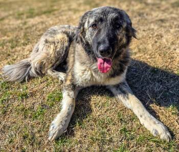 Anatolian Shepherd Dogs Available for Adoption - Brie | PetCurious