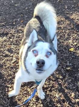Rescue Siberian Husky Dogs for Adoption in Salem, Oregon - Dimitri | PetCurious