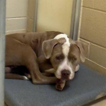 Donkey -  Mixed Breed Dog for Adoption in Winston-salem, North Carolina - Donkey | PetCurious