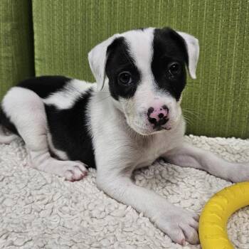 Pit Bull Terrier Dogs Available for Adoption - AAD Upcoming Arrival!  Romeo - 26018 | PetCurious