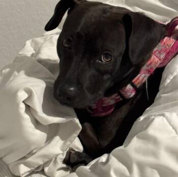 Rescue American Staffordshire Terrier Dogs for Adoption in San Antonio, Texas - ABBY | PetCurious