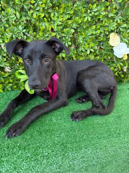 Labrador Retriever Dogs Available for Adoption in Rowland Heights, California - CLEO | PetCurious