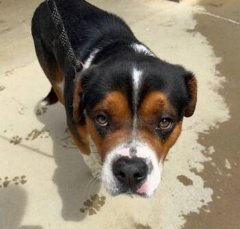 Brody -  Mountain Dog Dog for Adoption in Tarrytown, Georgia - Brody | PetCurious