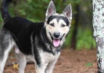 Denver -  German Shepherd Dog and Husky Dog for Adoption in Monroe, Georgia - Denver | PetCurious