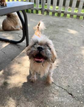 Kingston -  Shih Tzu Dog for Adoption in Baton Rouge, Louisiana - Kingston | PetCurious