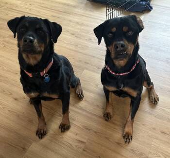 Rottweiler Dogs Available for Adoption in Deering, New Hampshire - Sheba | PetCurious