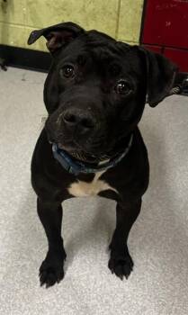 Pit Bull Terrier and Mixed Breed Dogs Available for Adoption in Indianapolis, Indiana - BERNADETTE | PetCurious