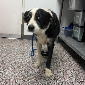 Mel -  Mixed Breed Dog for Adoption in Salt Lake City, Utah - Mel | PetCurious