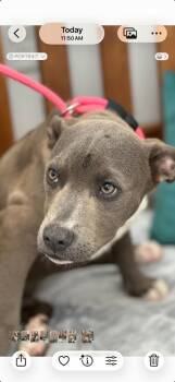 Mixed Breed Dogs Available for Adoption in Cambridge, Maryland - Annie | PetCurious