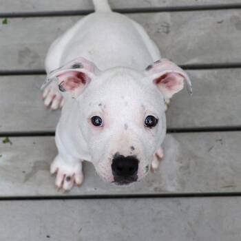 Cotton -  Mixed Breed Dog for Adoption in Bradenton, Florida - Cotton | PetCurious