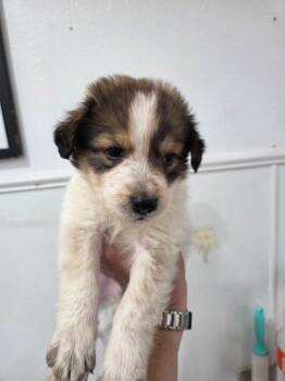 Manchester Terrier Dogs Available for Adoption in Brookings, Oregon - Marlow | PetCurious