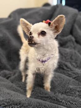 Sophie -  Chihuahua Dog Available for Adoption in Sunnyvale, California - Sophie | PetCurious