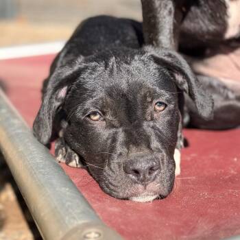 Bubbles -  Pit Bull Terrier and Rottweiler Dog for Adoption in Portland, Oregon - Bubbles | PetCurious