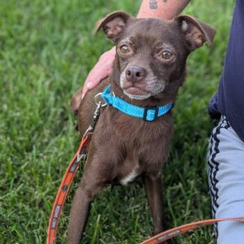 Rescue Chihuahua and Mixed Breed Dogs for Adoption in Rochester, Minnesota - Nora | PetCurious