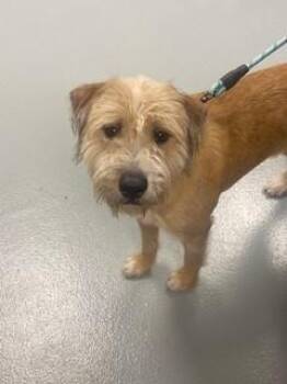 Terrier and Mixed Breed Dogs Available for Adoption - TRUCK | PetCurious