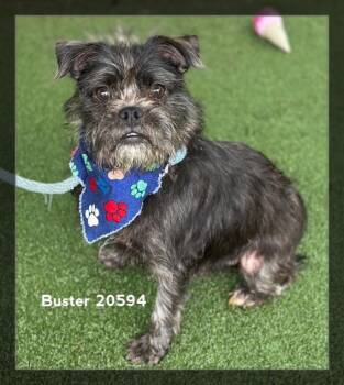 BUSTER -  Terrier Dog for Adoption in Marietta, Georgia - BUSTER | PetCurious