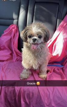 Gracie -  Shih Tzu Dog for Adoption in Mokena, Illinois - Gracie | PetCurious