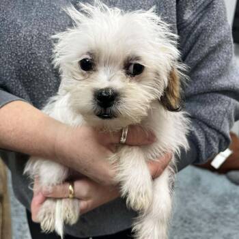 Rescue Maltese and Shih Tzu Dogs for Adoption in Wichita, Kansas - Puppy 3 | PetCurious