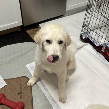 Great Pyrenees Dogs Available for Adoption in San Antonio, Texas - Nippet | PetCurious