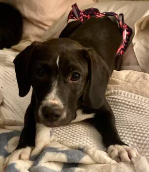 Cora Psychic - a special pup -  Labrador Retriever Dog for Adoption in Andover, Massachusetts - Cora Psychic - A Special Pup | PetCurious