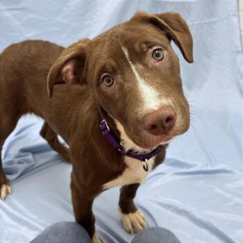 Pit Bull Terrier Dogs Available for Adoption - Lila | PetCurious