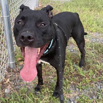 Buddy (ID 32021) -  Pit Bull Terrier Dog for Adoption in Manassas, Virginia - Buddy (ID 32021) | PetCurious