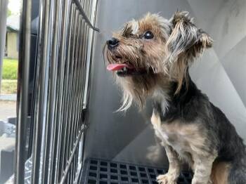 SHORTY -  Mixed Breed Dog for Adoption in Dallas, Texas - SHORTY | PetCurious