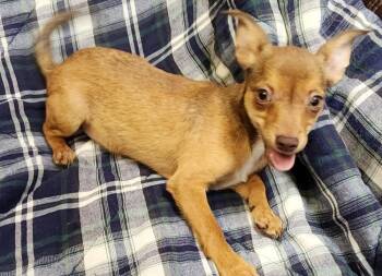 TOTT -  Feist and Mixed Breed Dog for Adoption in Lexington, Tennessee - TOTT | PetCurious