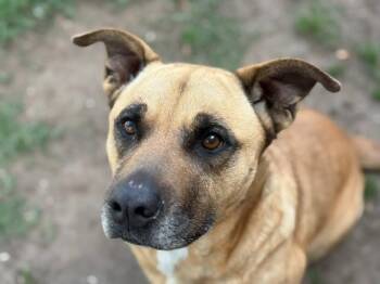 Pit Bull Terrier and Mixed Breed Dogs Available for Adoption - MAGGIE | PetCurious
