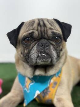 Pug and Mixed Breed Dogs Available for Adoption in Carlsbad, California - Romeo-One Of Our Amazing Rescue Dogs | PetCurious