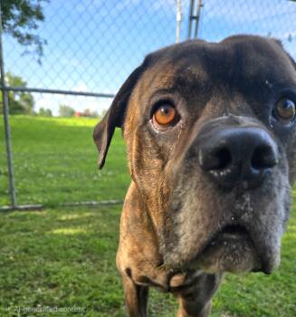 Davy Thomas -  Mastiff Dog for Adoption in Athens, Alabama - Davy Thomas | PetCurious