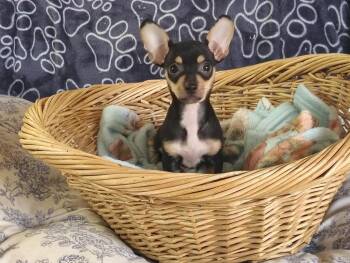 Mrs. Bennet Pup (JANE) -  Chihuahua and Dachshund Dog for Adoption in Fort Worth, Texas - Mrs. Bennet Pup (JANE) | PetCurious