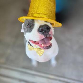Luna -  American Bulldog Dog for Adoption in Key West, Florida - Luna | PetCurious