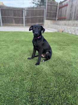 Nash -  Doberman Pinscher Dog for Adoption in Pleasant Hill, California - Nash | PetCurious