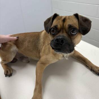 Bug -  Pug and Mixed Breed Dog for Adoption in Beaumont, Texas - Bug | PetCurious