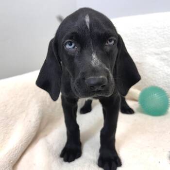 Jelly -  Mixed Breed Dog for Adoption in Park City, Utah - Jelly | PetCurious