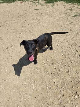 Manwich -  Mixed Breed Dog for Adoption in Maquoketa, Iowa - Manwich | PetCurious