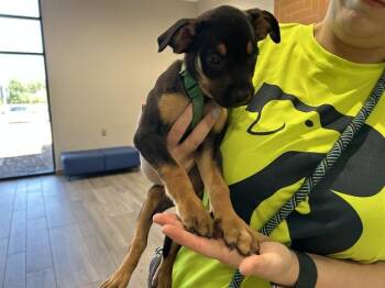 MAXIMUS -  Rottweiler Dog for Adoption in Rowlett, Texas - MAXIMUS | PetCurious