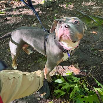 Pit Bull Terrier Dogs Available for Adoption in Hopkinton, Massachusetts - Dahlia | PetCurious